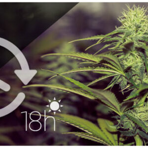 Semillas autoflorecientes